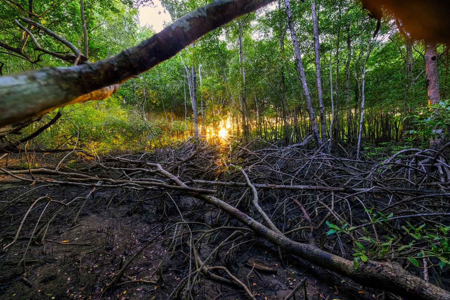 Venado Ranch Costa Rica Mangrove