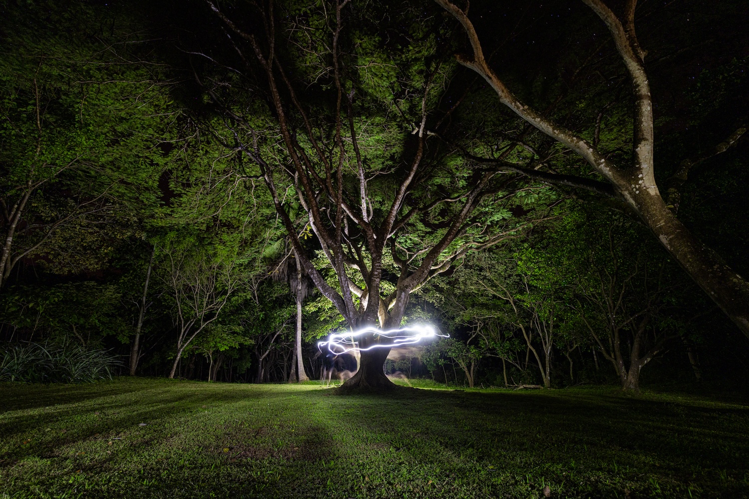 Malinche Tree Costa Rica